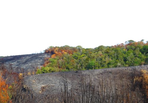 Fire severity and tree size affect post-fire survival of Afrotemperate forest trees