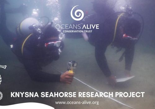 Gearing up for the first complete population assessment for the endangered Knysna seahorse in two decades