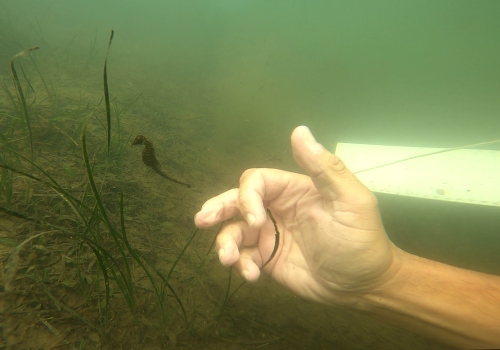 The first population assessment for the endangered Knysna seahorse in two decades commences