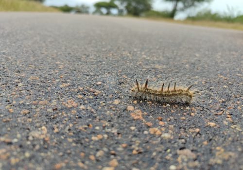 It’s a Bioblitz Bonanza: City Nature Challenge 2024