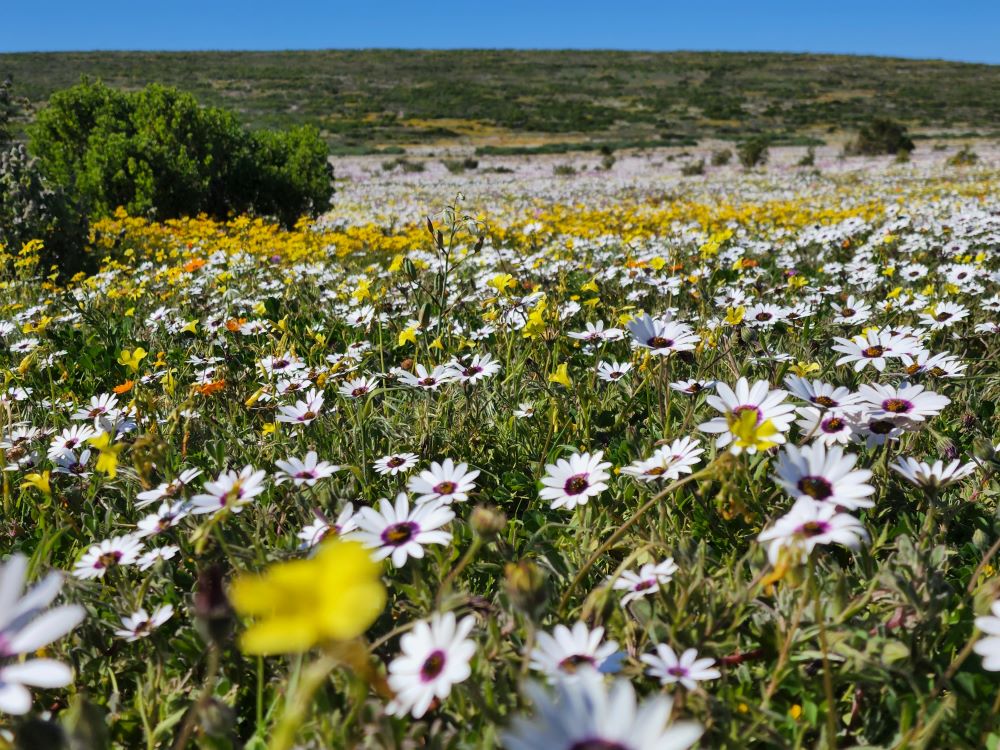 WCNP Flower Season