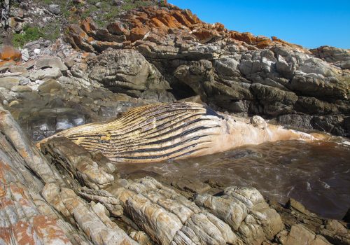 Challenges and Insights from Whale Carcass Management in South African Marine Protected Areas