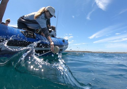 Using BRUVs to monitor Robben Island MPA’s locals – while they monitor us too!