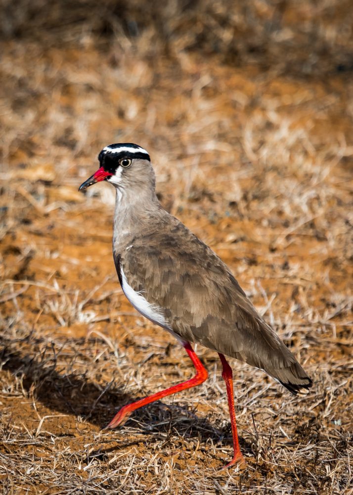 Addo Elephant National Park_Wildlife_Bird_Rudolph de Girardier_IMGL0679