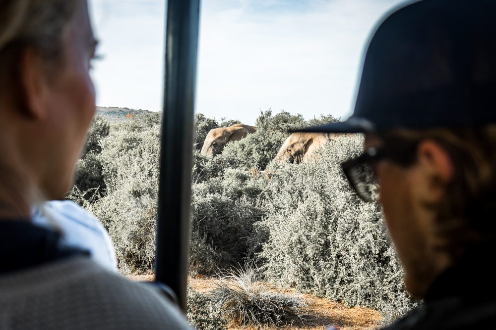 Addo Elephant National Park_Wildlife_Elephant behind the bushes _Rudolph de Girardier_IMGL0685