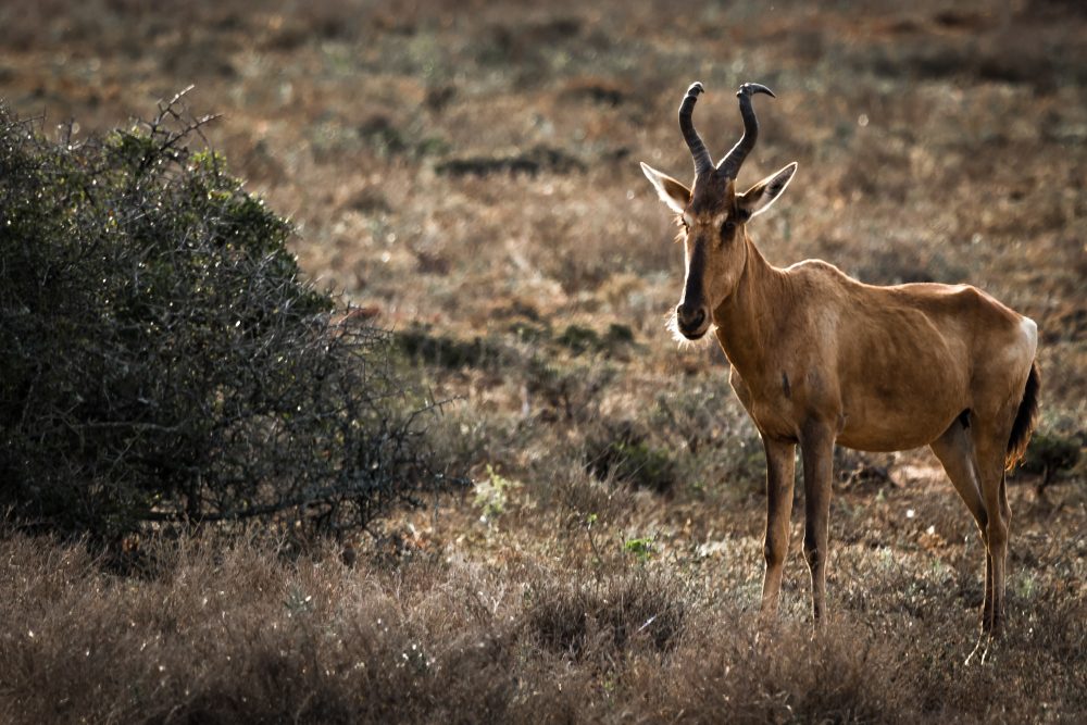 Addo Elephant National Park_Wildlife_Rooi Hartebeest_Rudolph de Girardier_IMGL0608