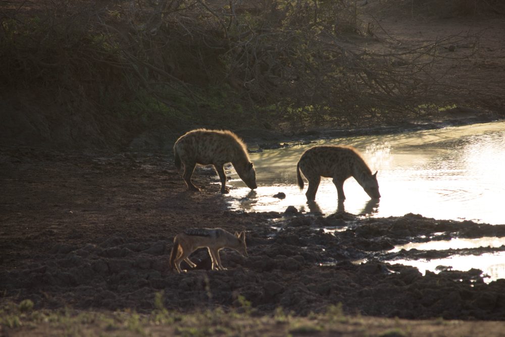 Satara_Drinking_Sam