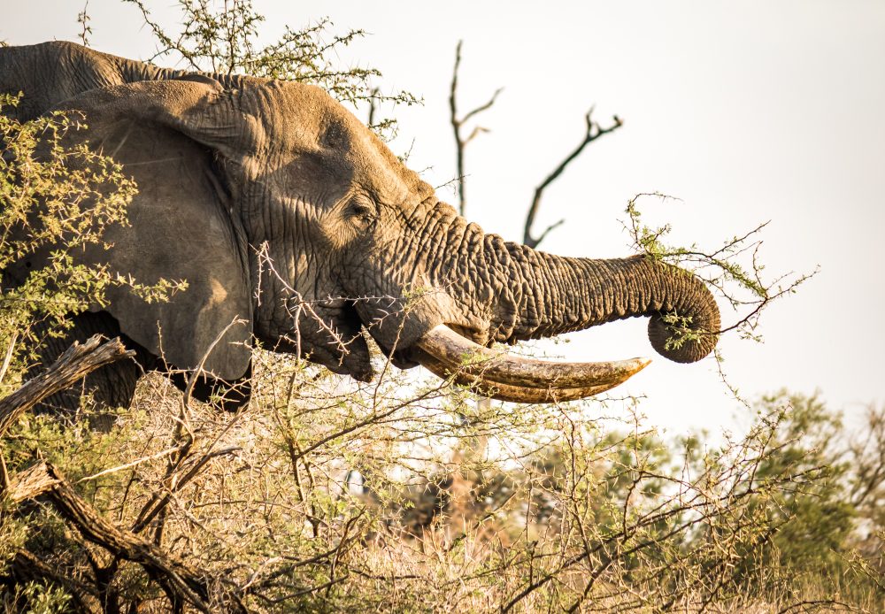 Satara_Elephant reaching out_Rudolph de Girardier