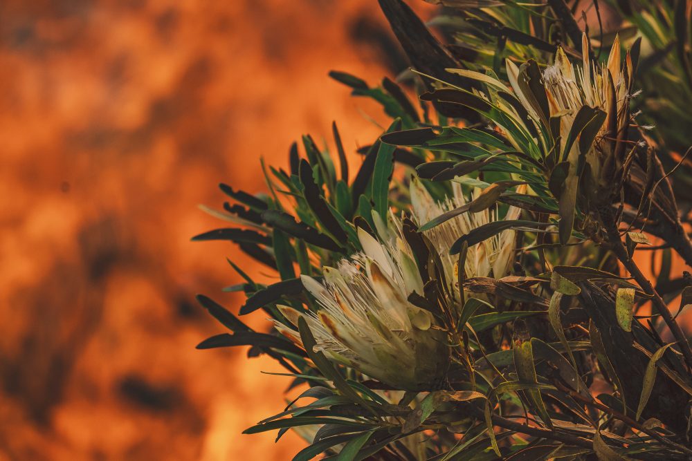 7 Fynbos Needs fire NCC