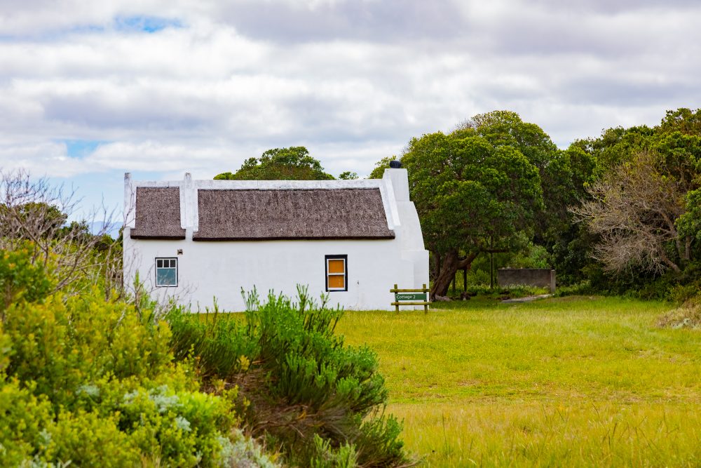 SANPARKS - AGULHAS - Rhenosterkop-251008-159
