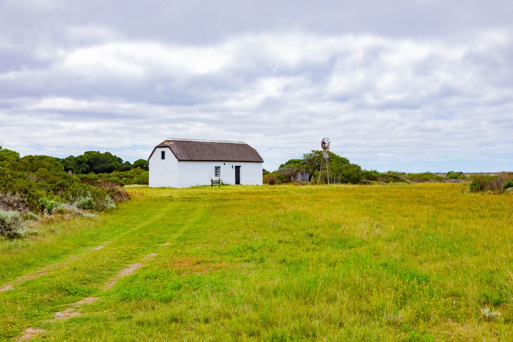 SANPARKS - AGULHAS - Rhenosterkop-251008-81