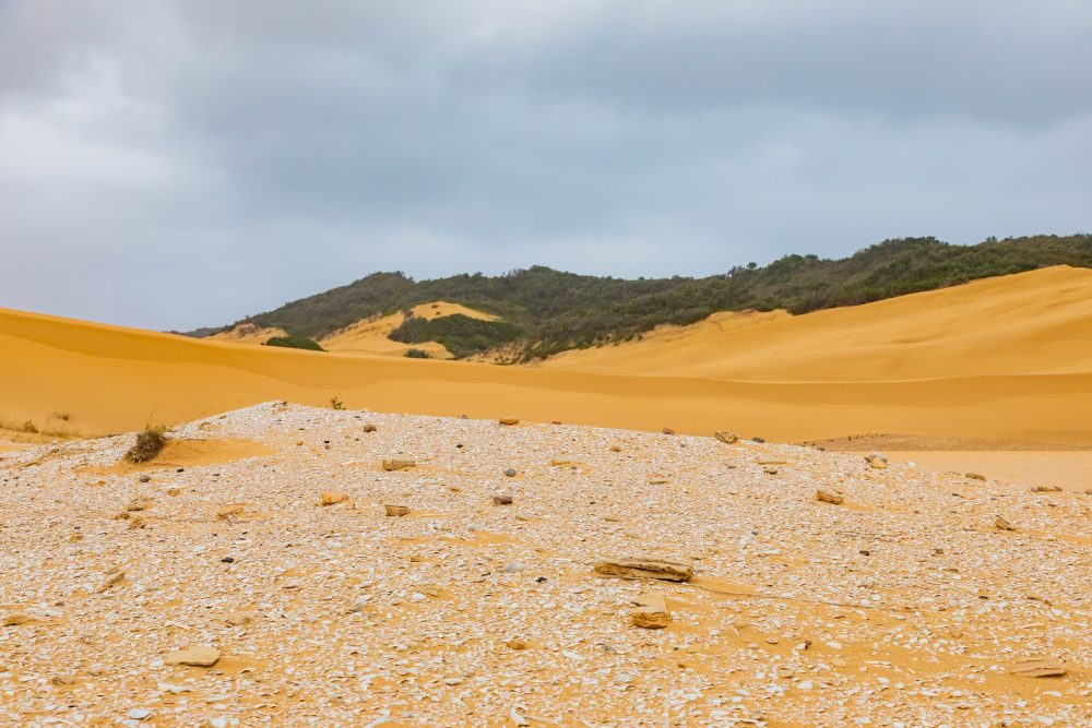 SANPARKS - Addo Elephant NP - Alexandria Dune Field Shell Middens-251016-26