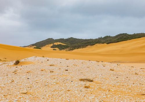 Alexandria Dune Field Shell Middens