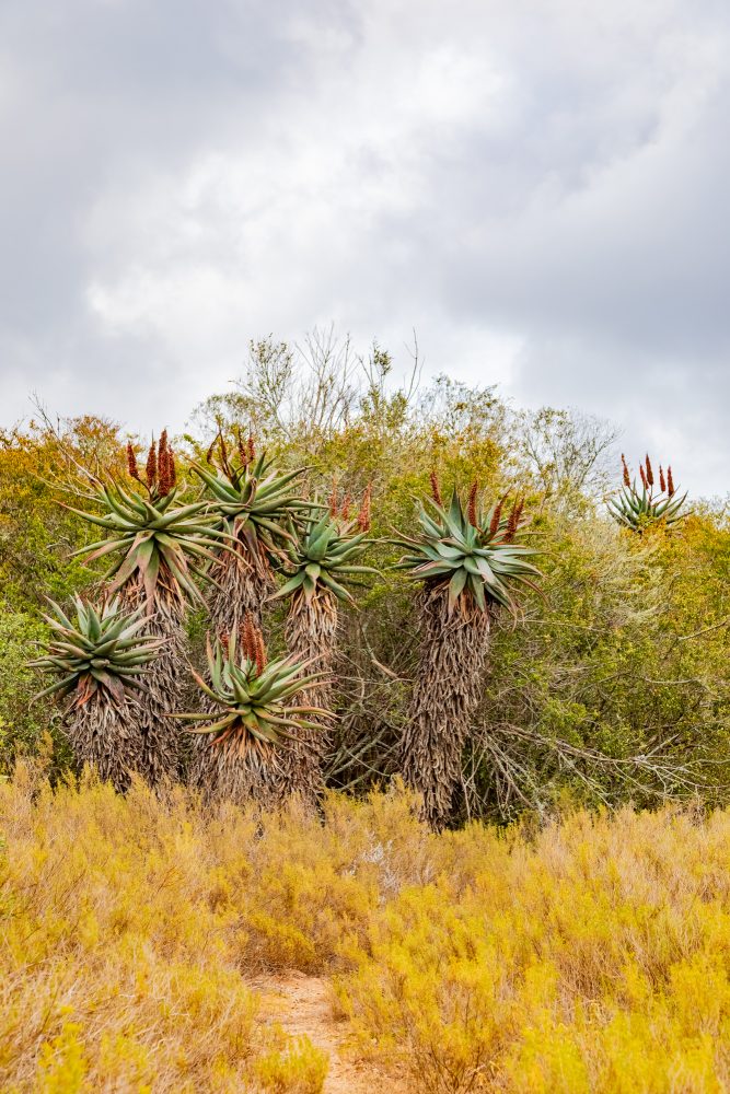 SANPARKS - Bontebok - Lang Elsies Kraal-251011-15