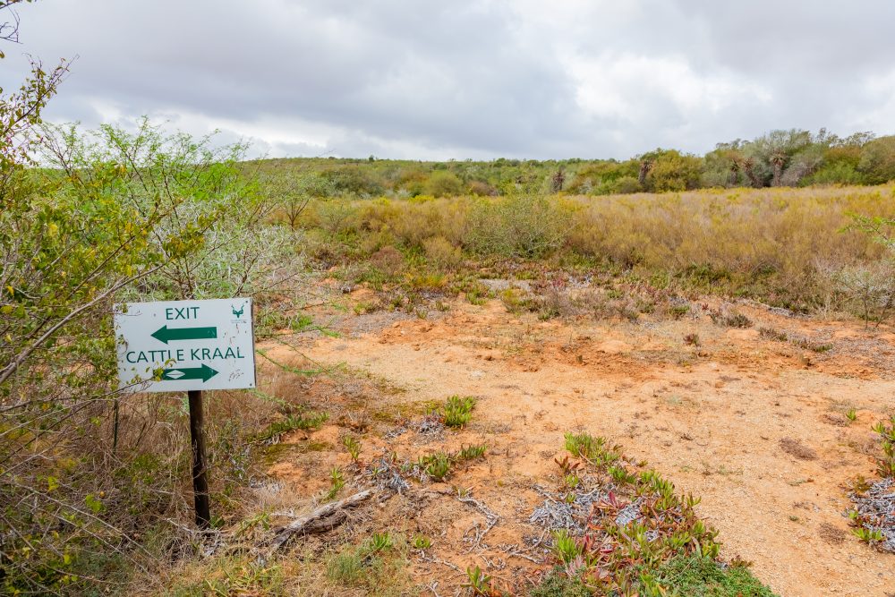 SANPARKS - Bontebok - Lang Elsies Kraal-251011-3