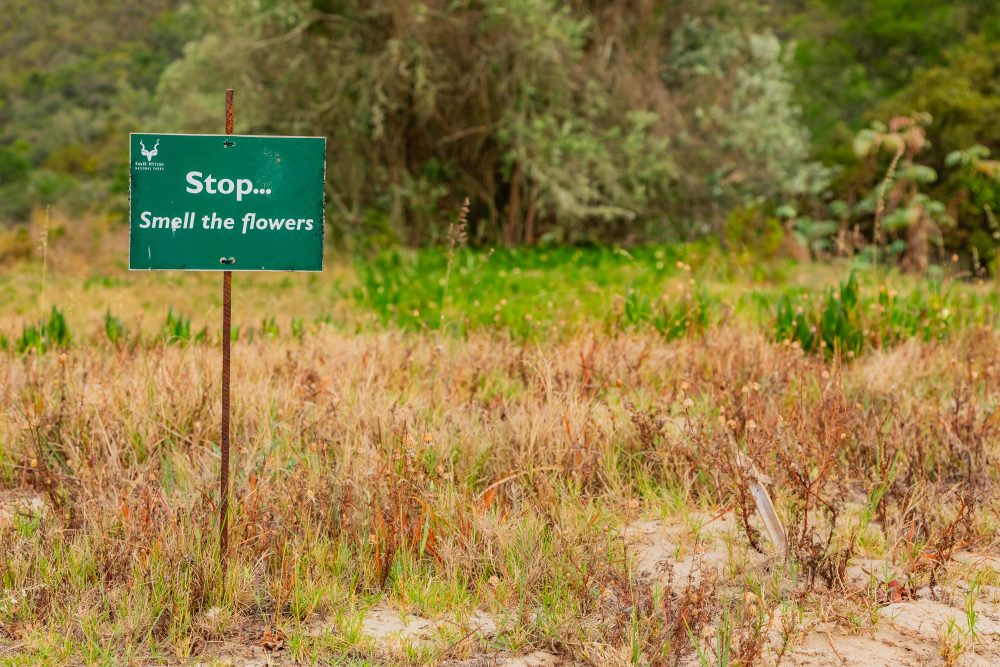 SANPARKS - Bontebok - Ou Tuin-251011-21