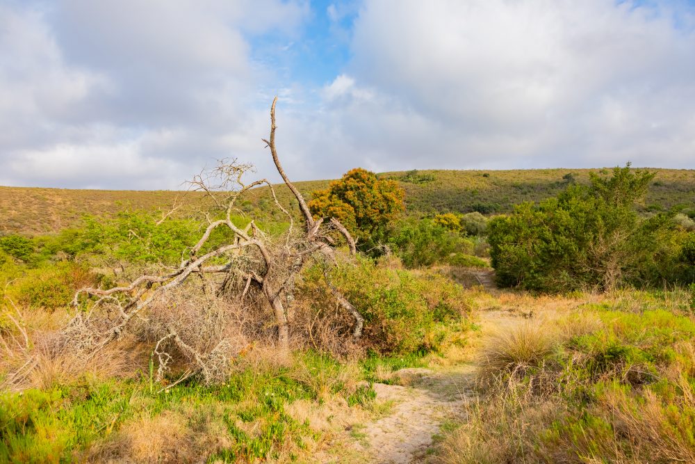 SANPARKS - Bontebok - Ou Tuin-251011-41