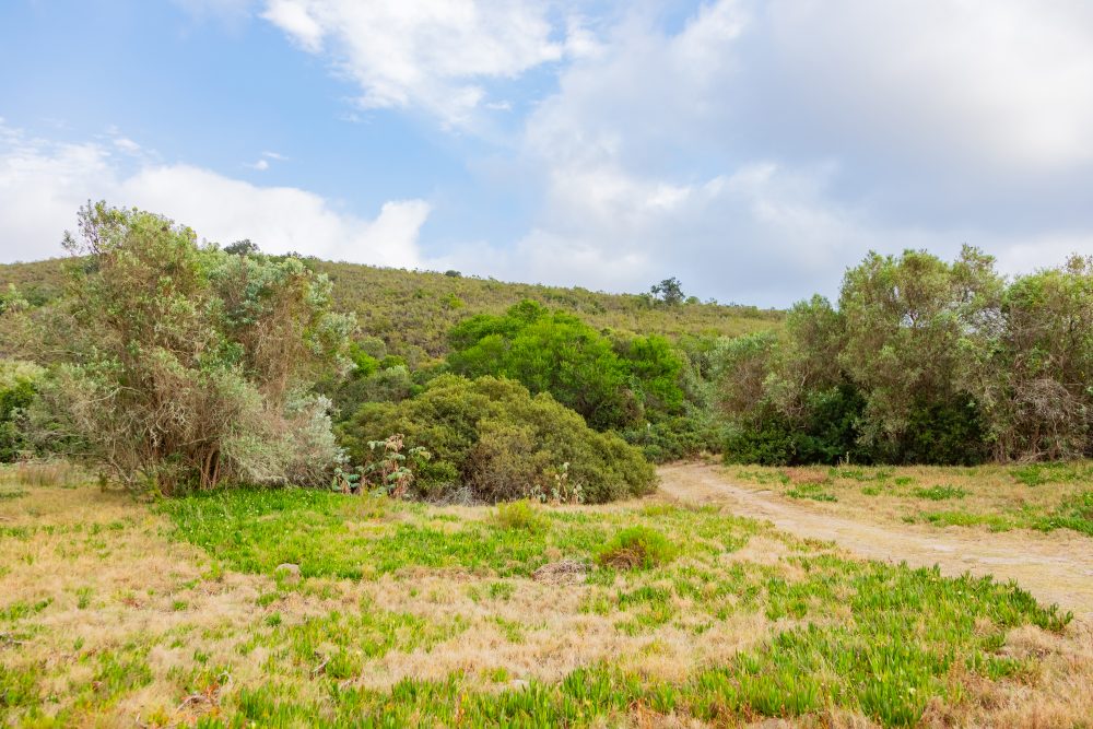 SANPARKS - Bontebok - Ou Tuin-251011-47
