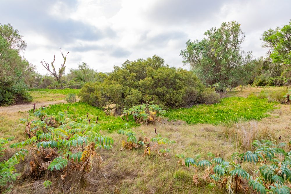 SANPARKS - Bontebok - Ou Tuin-251011-53