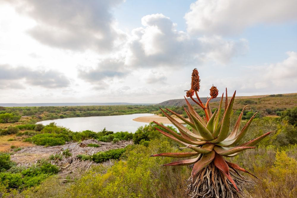 SANPARKS - Bontebok - Ou Tuin-251011-82
