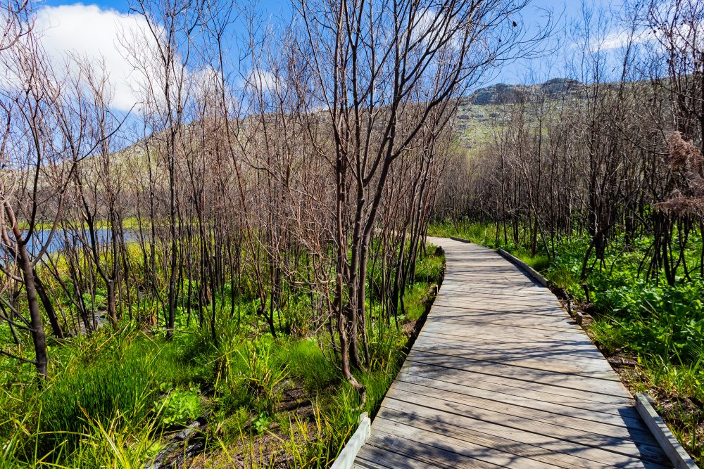 SANPARKS - CAPE - TMNP - Silvermine Dam-250922-61