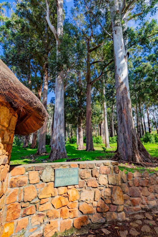 SANPARKS - CAPE - TMNP - Tokai Arboretum-250922-2