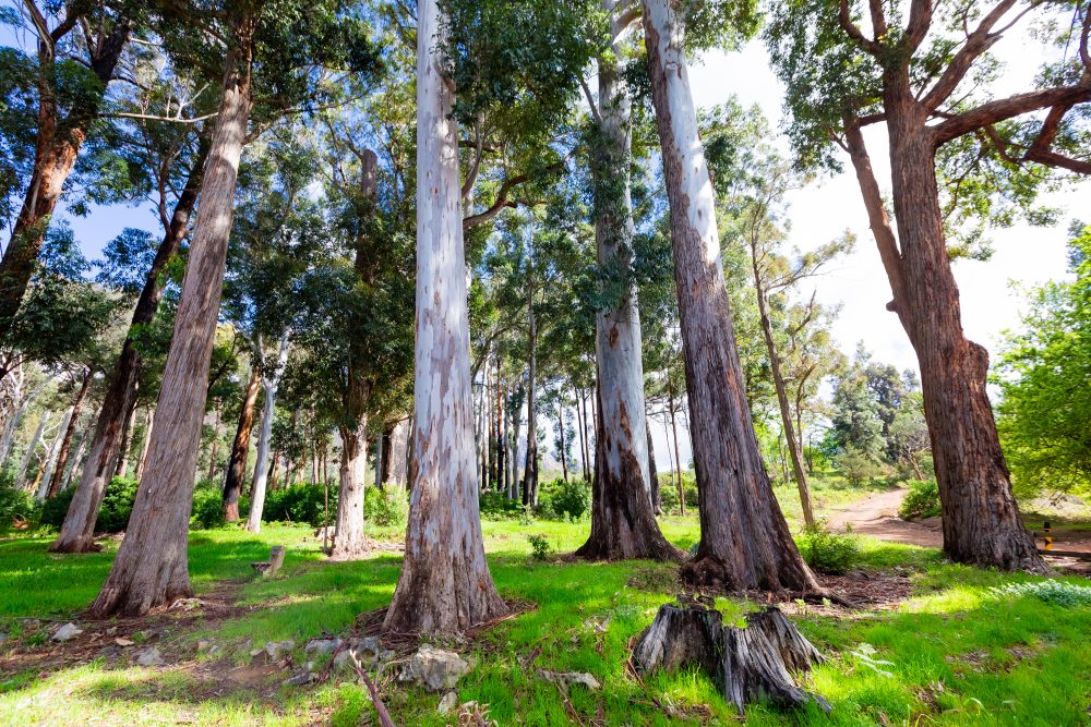 SANPARKS - CAPE - TMNP - Tokai Arboretum-250922-5