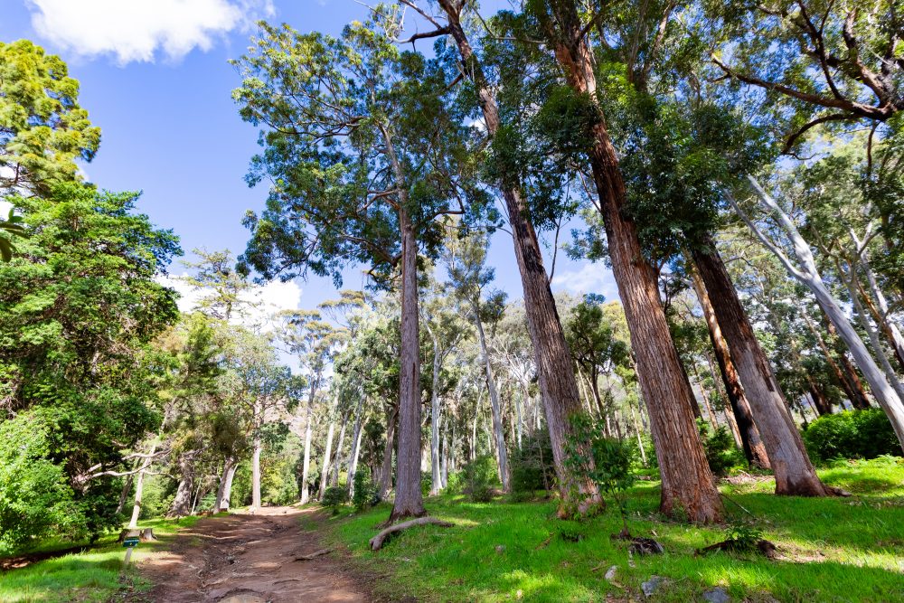 SANPARKS - CAPE - TMNP - Tokai Arboretum-250922-7