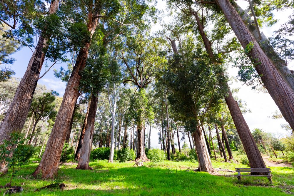 SANPARKS - CAPE - TMNP - Tokai Arboretum-250922-8