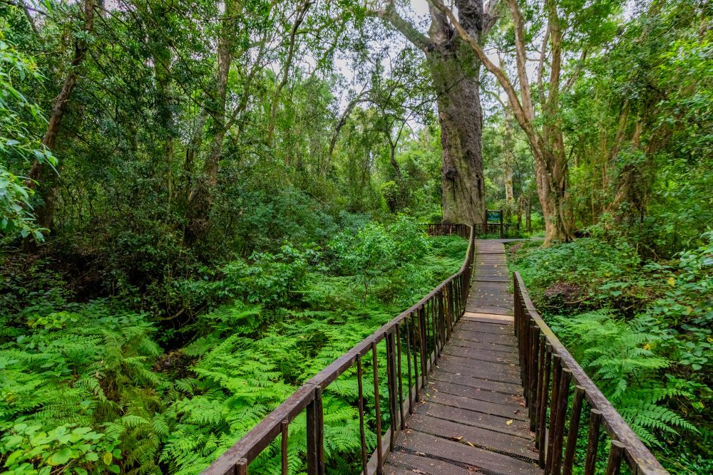 SANPARKS - Garden Route NP - Woodville Big Tree-251012-15
