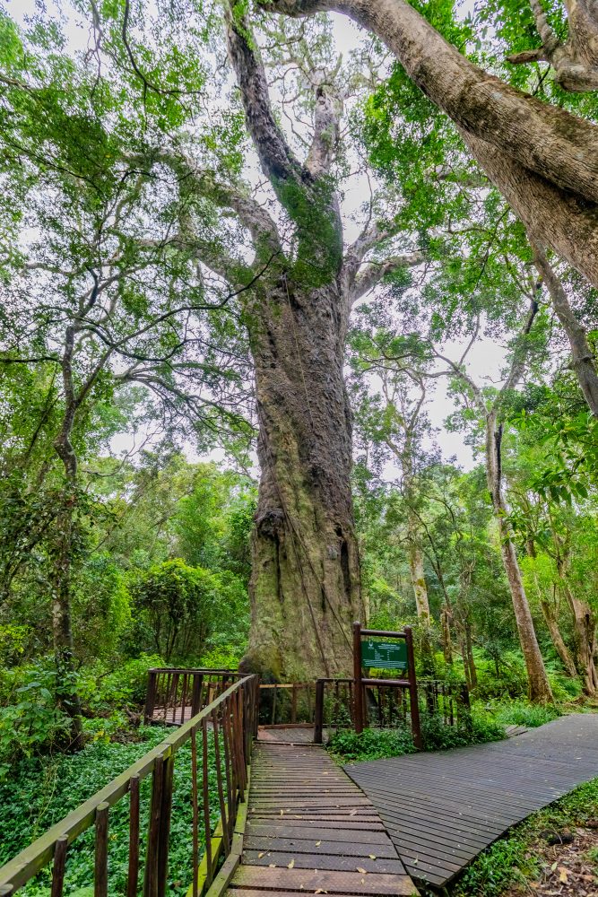 SANPARKS - Garden Route NP - Woodville Big Tree-251012-23