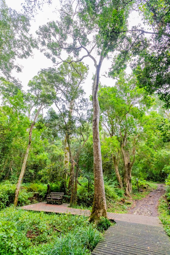 SANPARKS - Garden Route NP - Woodville Big Tree-251012-41