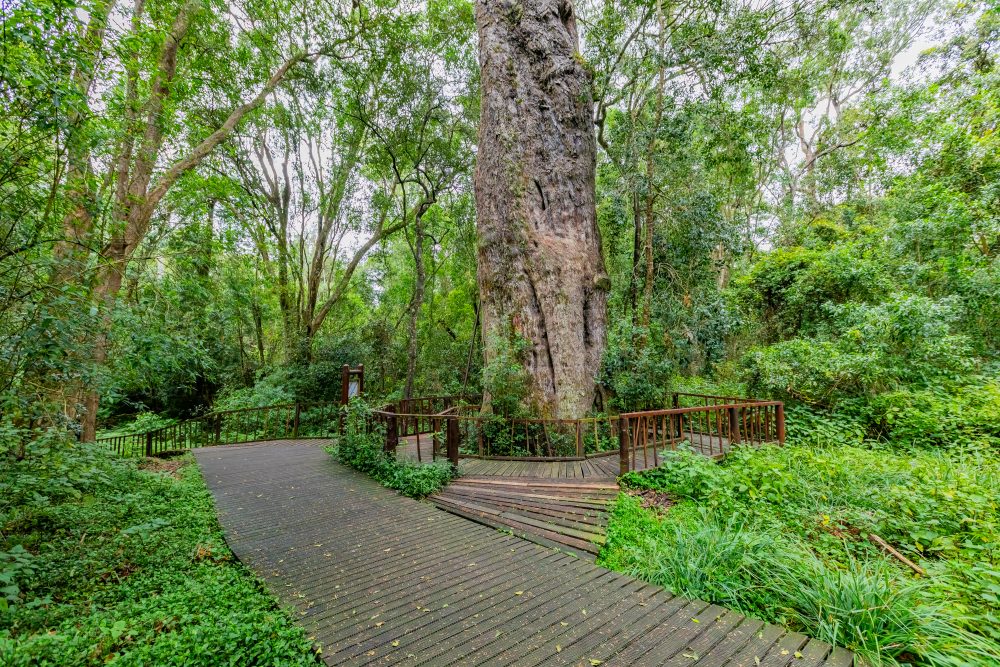 SANPARKS - Garden Route NP - Woodville Big Tree-251012-45