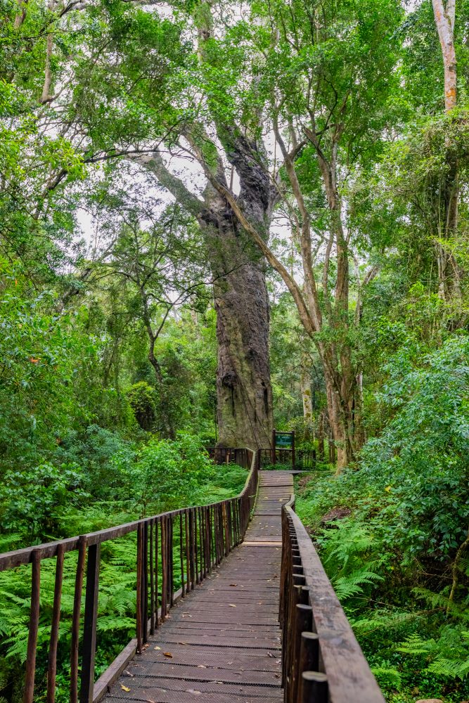 SANPARKS - Garden Route NP - Woodville Big Tree-251012-8