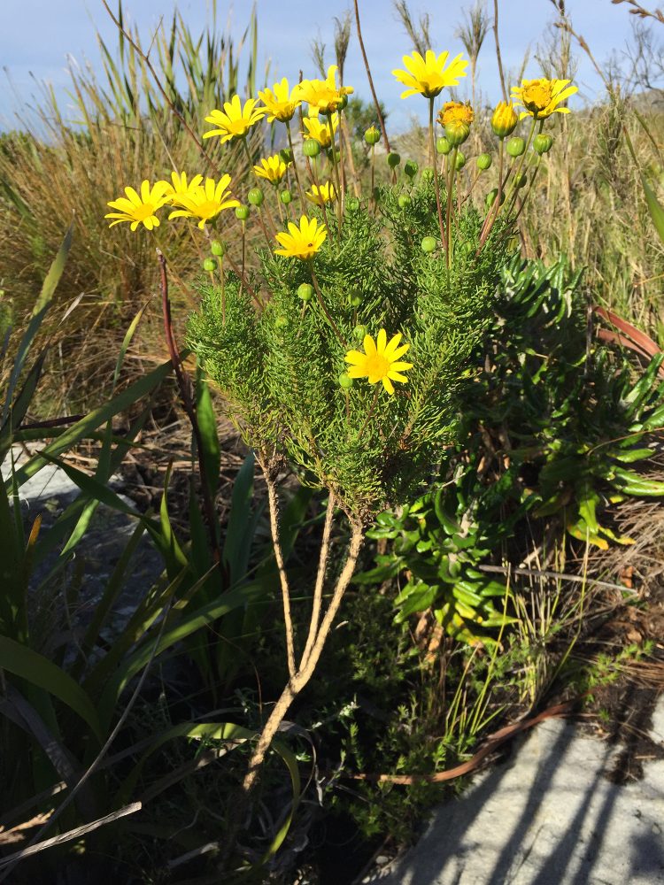 Euryops_abrotanifolius - Pat Holmes