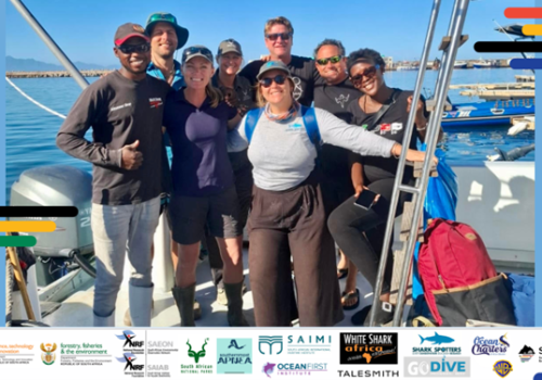 Where did the tags pop off? Early results from the April 2025 white shark tagging expedition, Mossel Bay