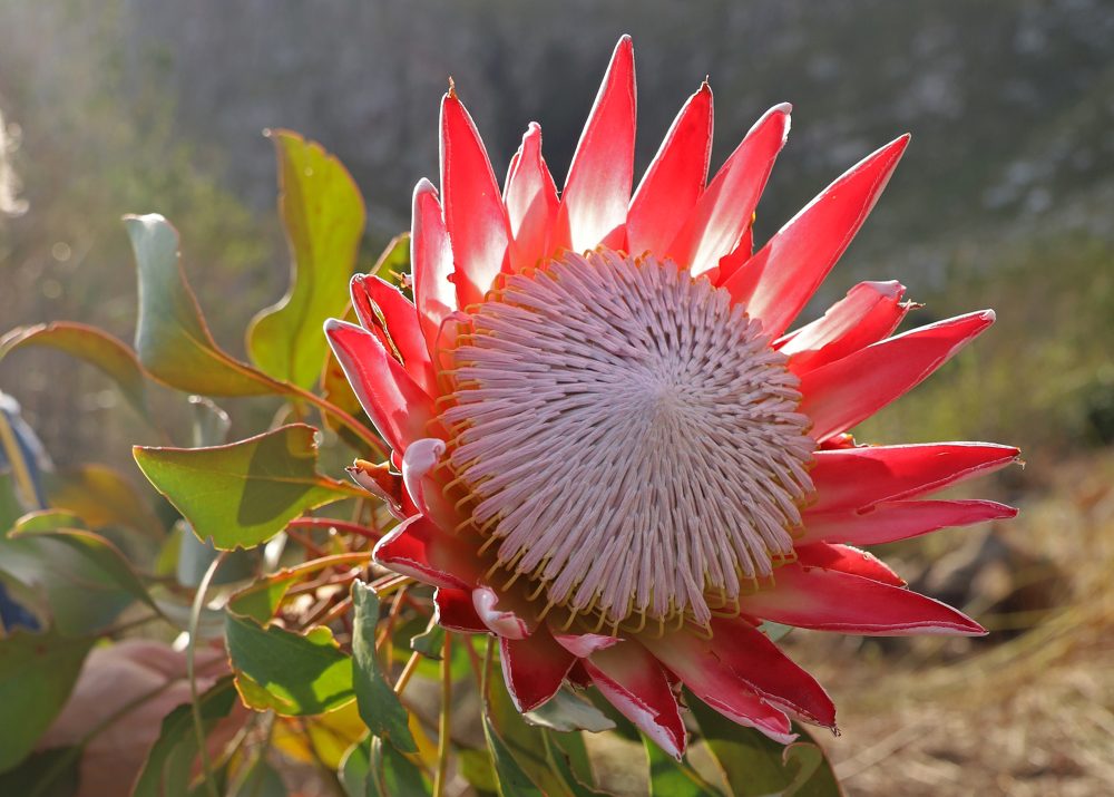 Protea cynaroides Nicola van Wilgen (2)