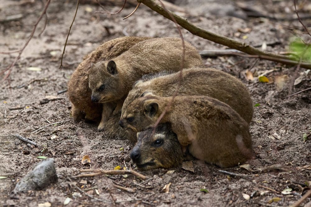 Rock hyrax - Nicola van Wilgen (2)