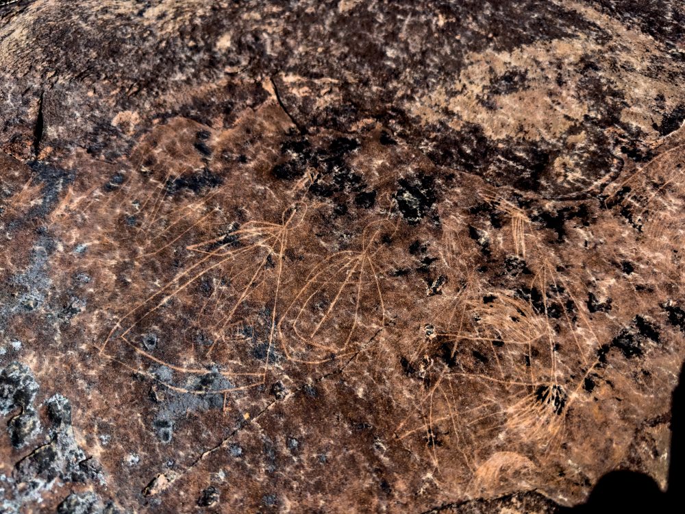 SANPARKS - Karoo NP - Rock Art Concentration [1 2 3 4]-251028-87