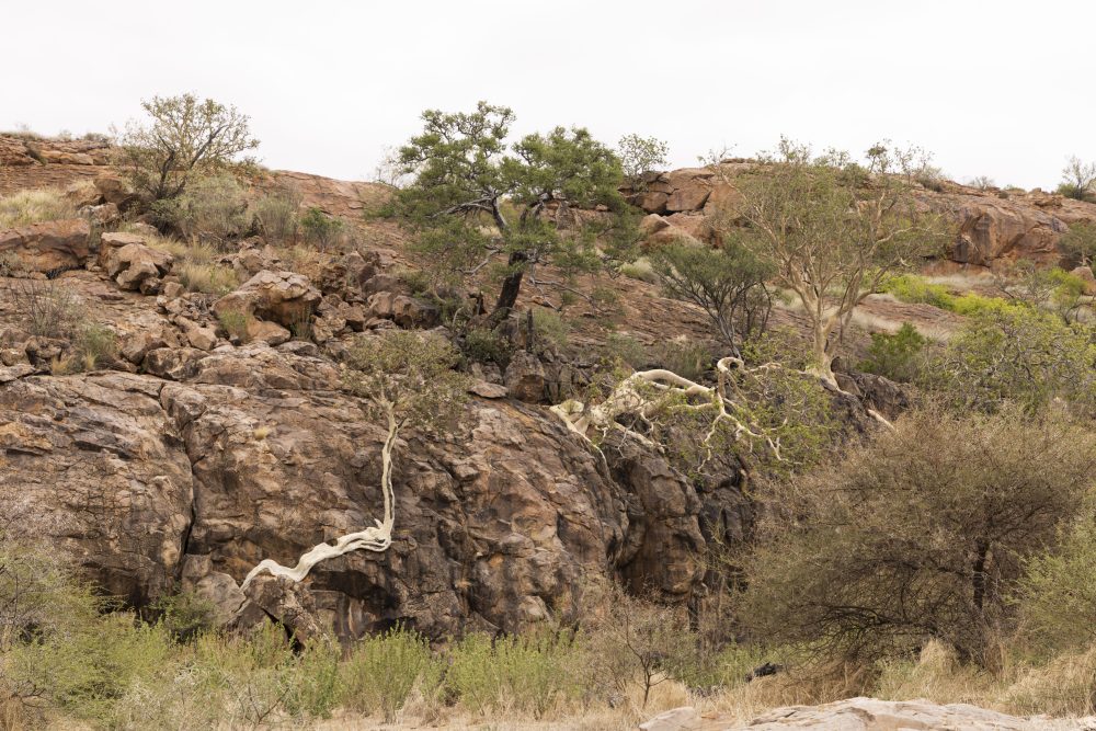 Sanparks Mapungubwe 22.10.2025-105