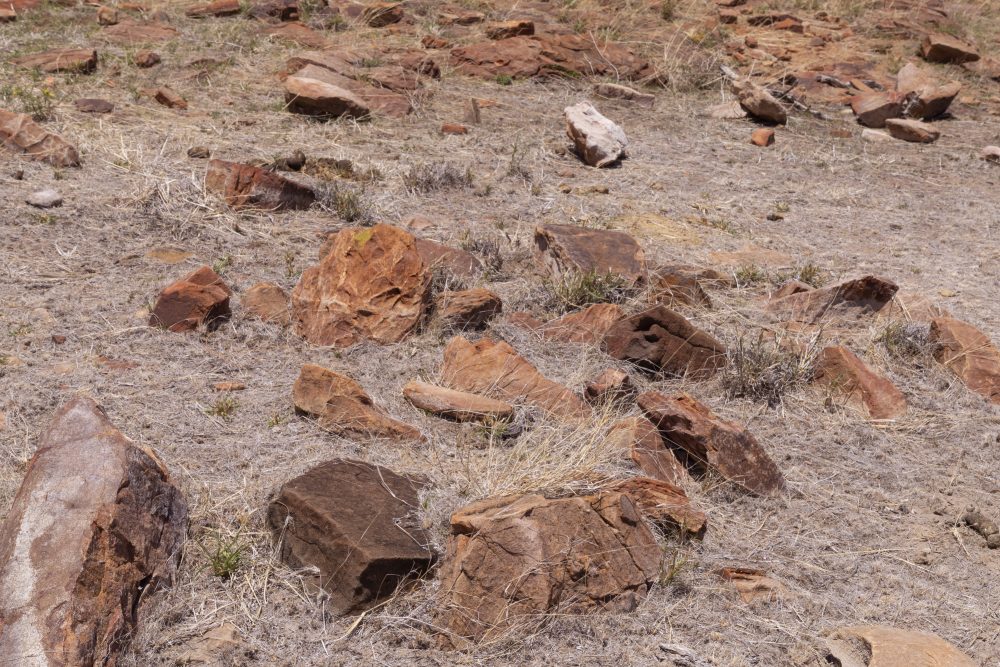 Sanparks Mapungubwe 23.10.2025-15