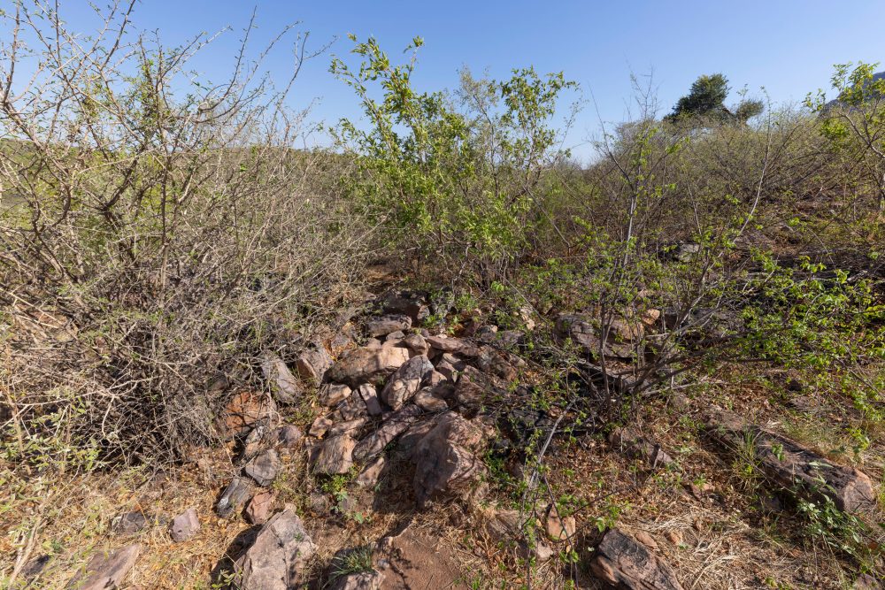 Sanparks Marakele 25.10.2025-5