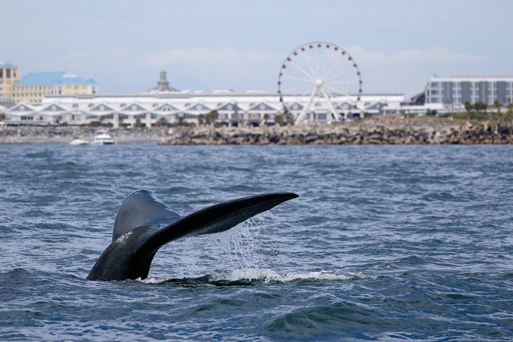 Southern right whale Cape Town Nicola van Wilgen (1)