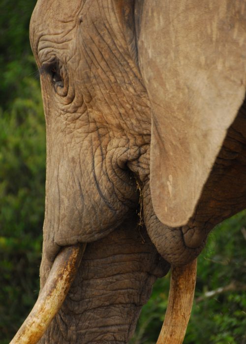 Approved Elephant Management Plans