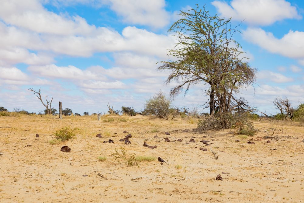 SANPARKS - Kgalagadi - Groot Kolk-260216-12