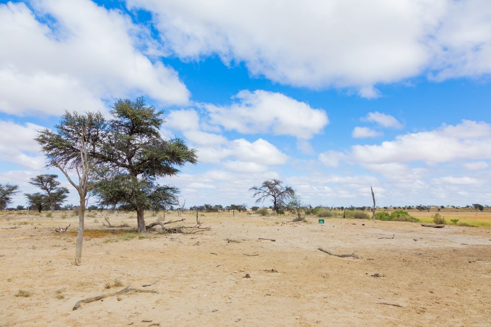 SANPARKS - Kgalagadi - Groot Kolk-260216-2