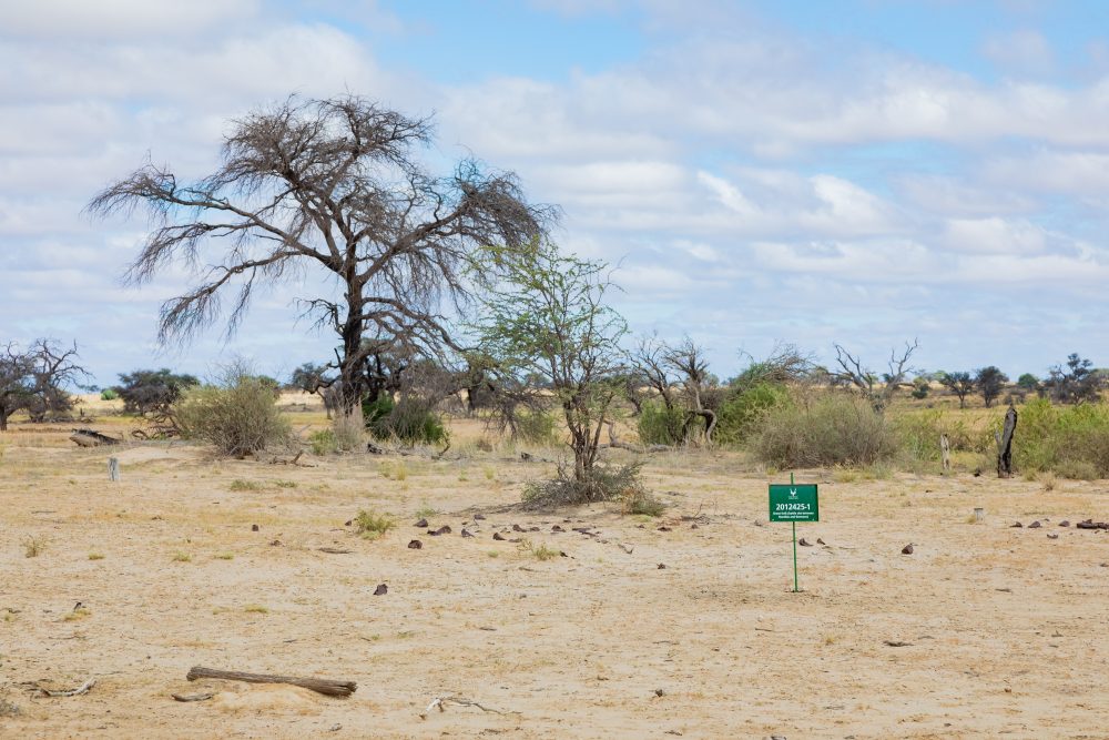 SANPARKS - Kgalagadi - Groot Kolk-260216-3