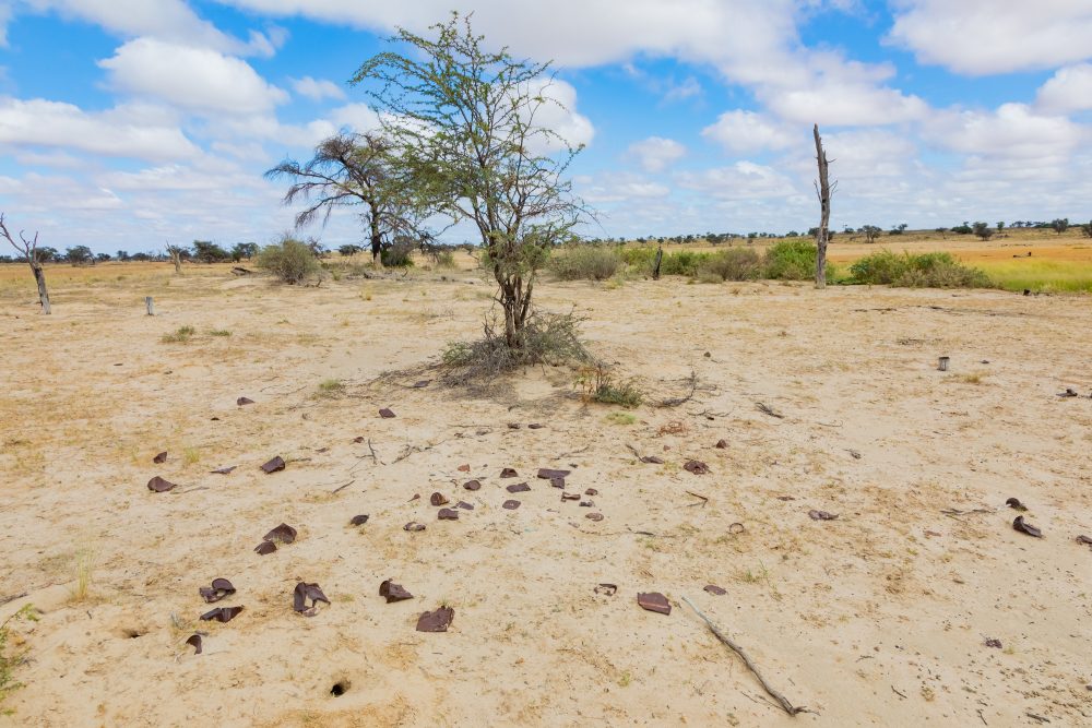 SANPARKS - Kgalagadi - Groot Kolk-260216-31