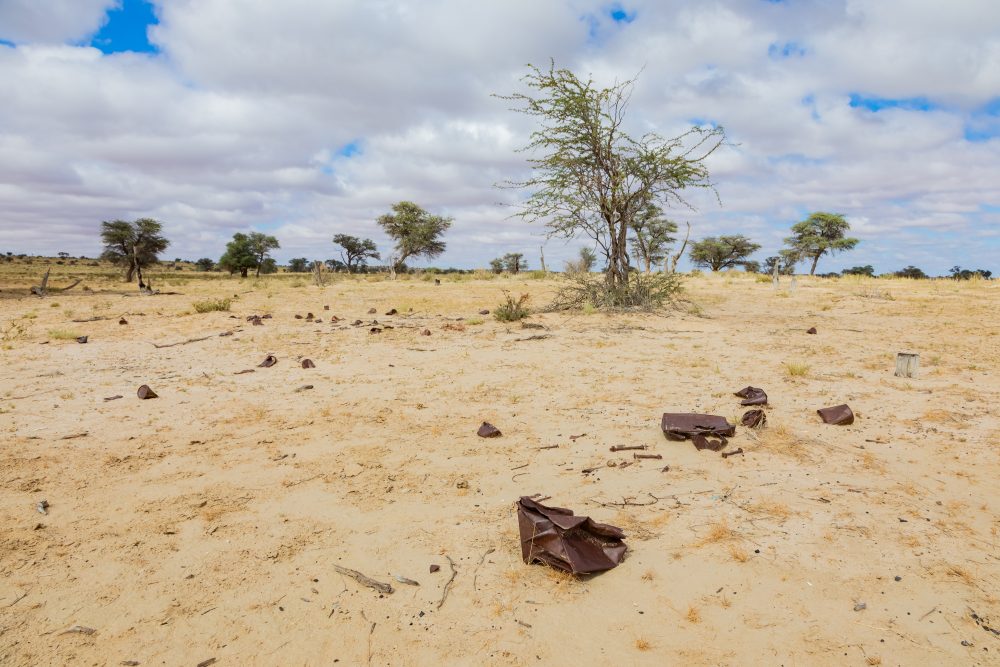 SANPARKS - Kgalagadi - Groot Kolk-260216-34