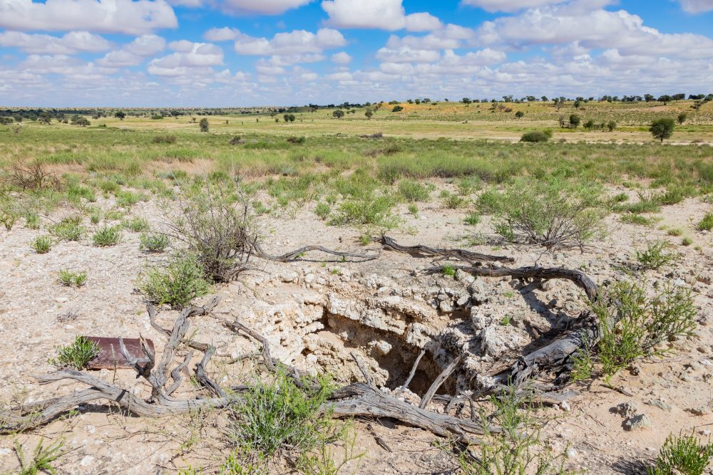SANPARKS - Kgalagadi - Kameelsleep Well-260217-10